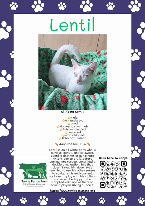 picture of the cat needing adoption