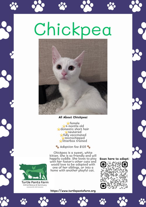 picture of the cat needing adoption