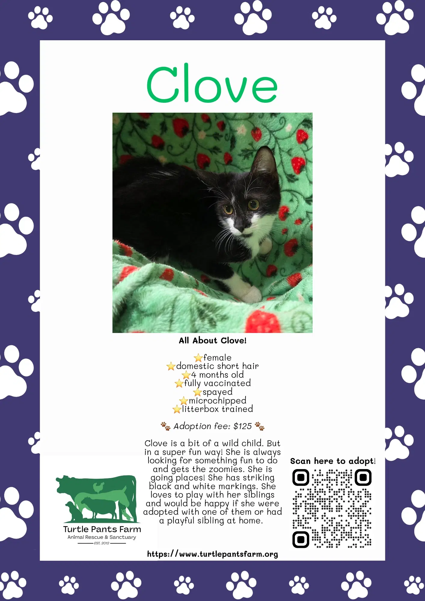 Clove - Domestic Short Hair