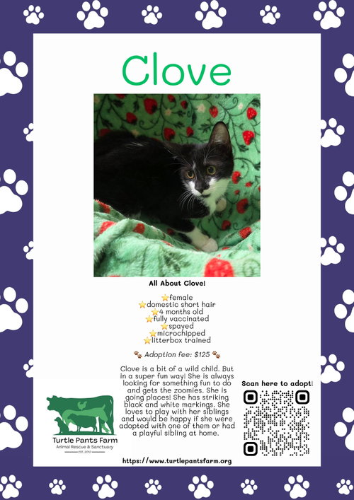 Clove, a cat for adoption from Chatham Animal Rescue & Education