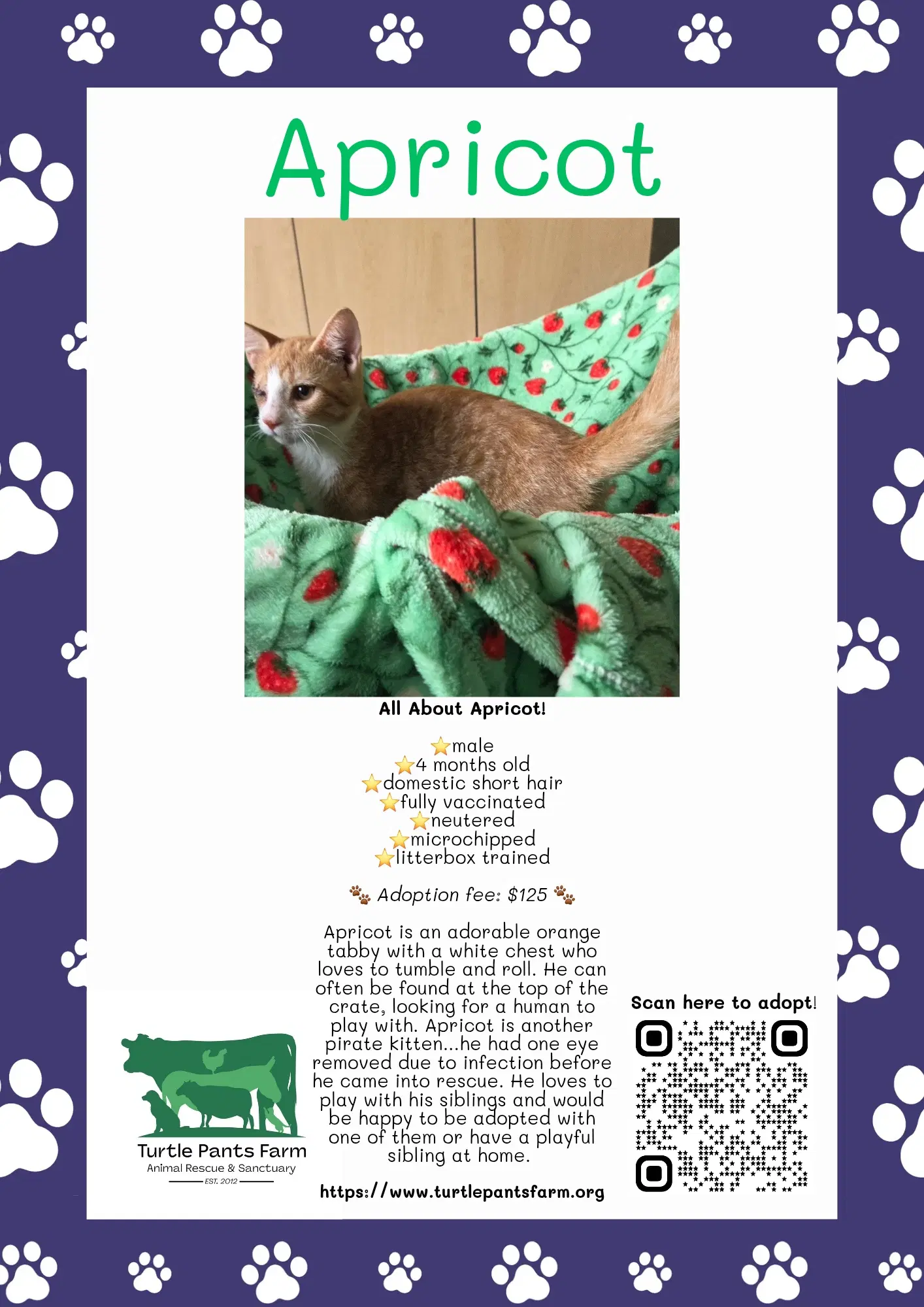 Apricot - Domestic Short Hair