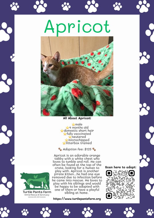 picture of the cat needing adoption