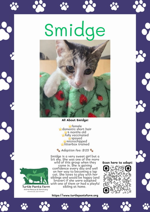 picture of the cat needing adoption