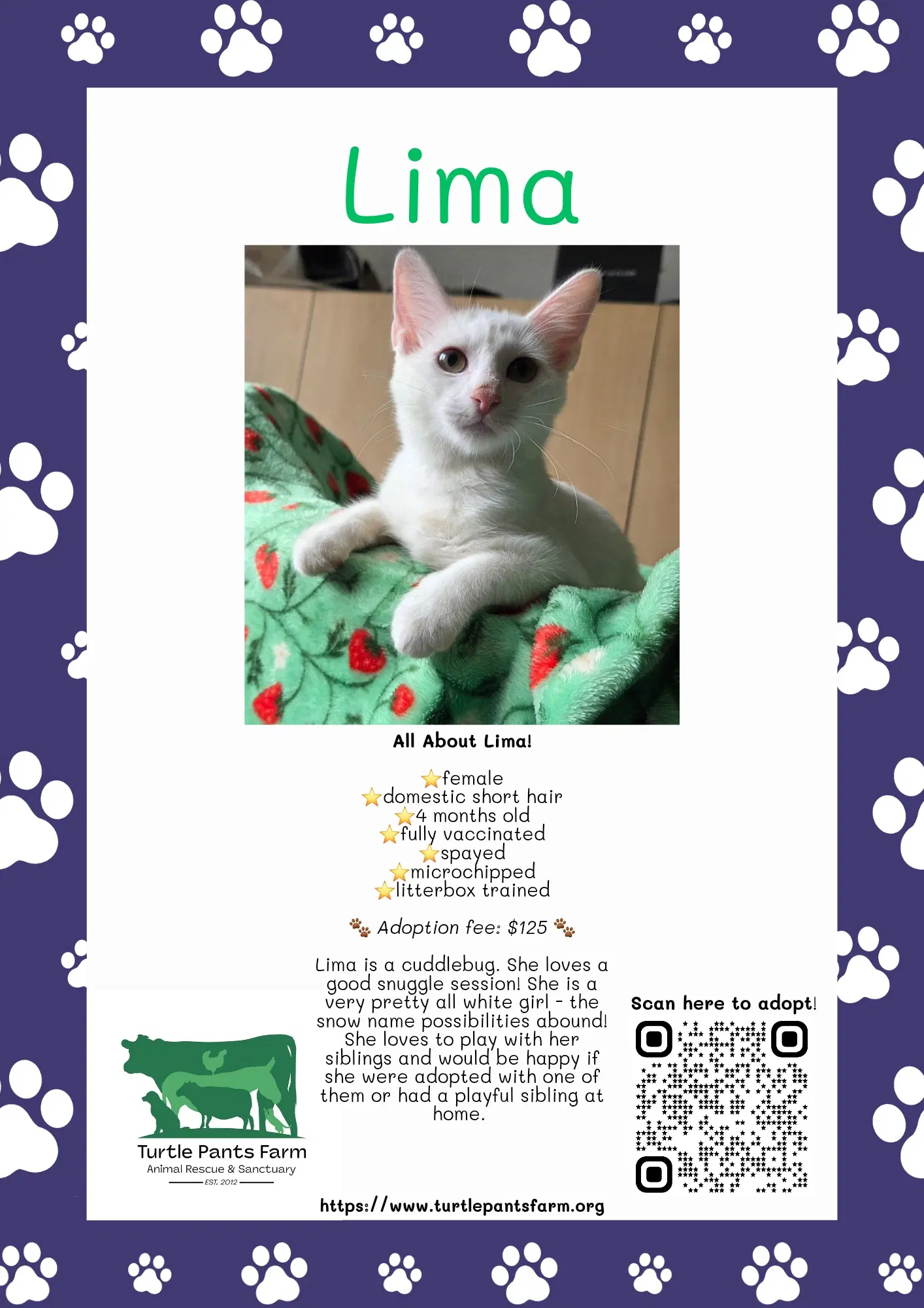 Lima - Domestic Short Hair