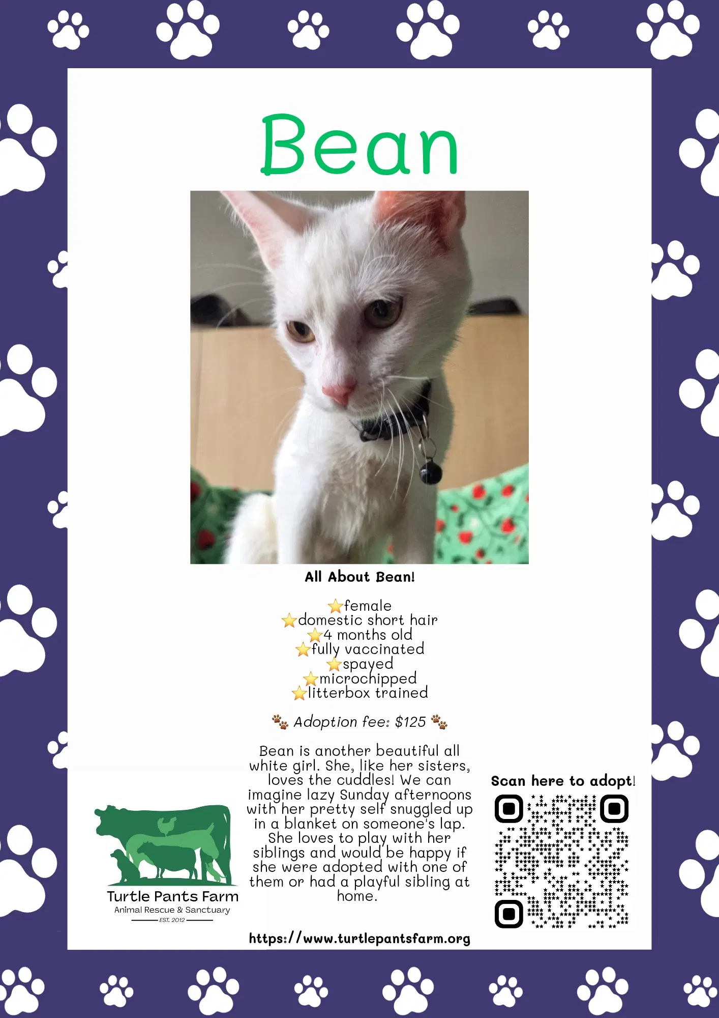 Bean - Domestic Short Hair