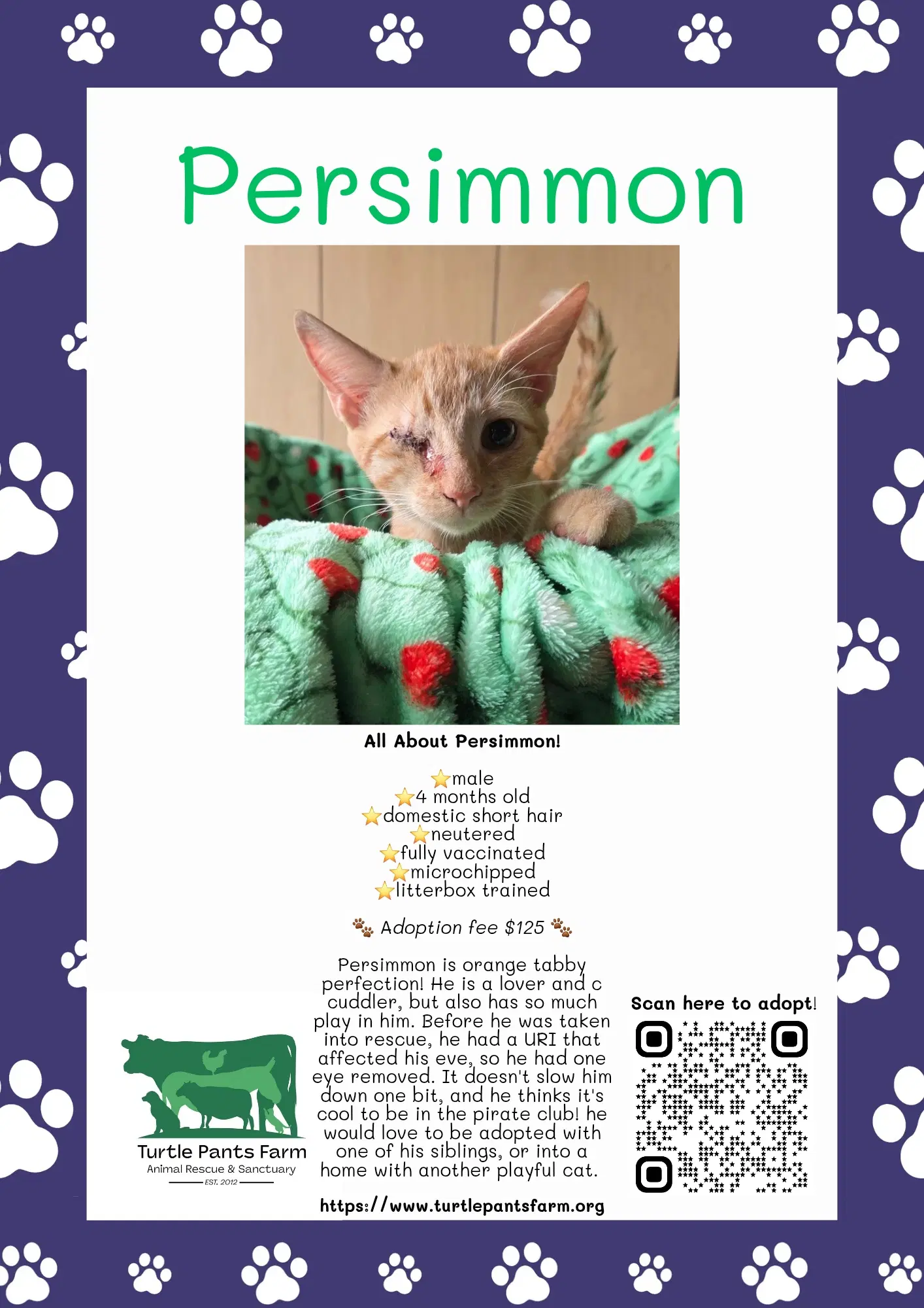 Persimmon - Domestic Short Hair