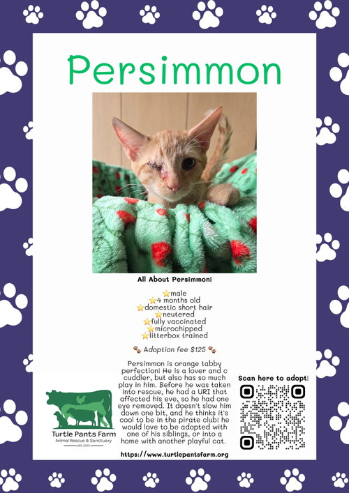 picture of the cat needing adoption