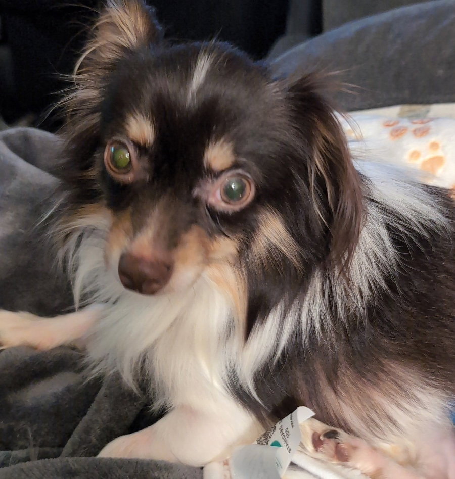 Joey, photo 5