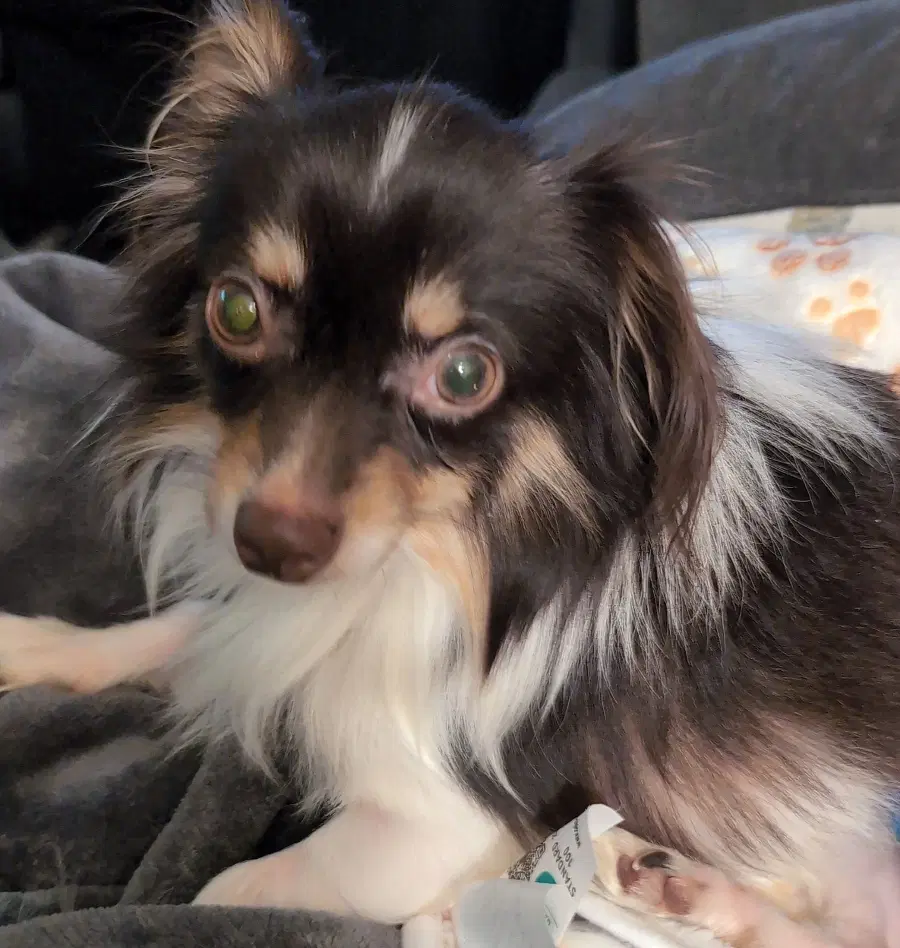Joey - Chihuahua