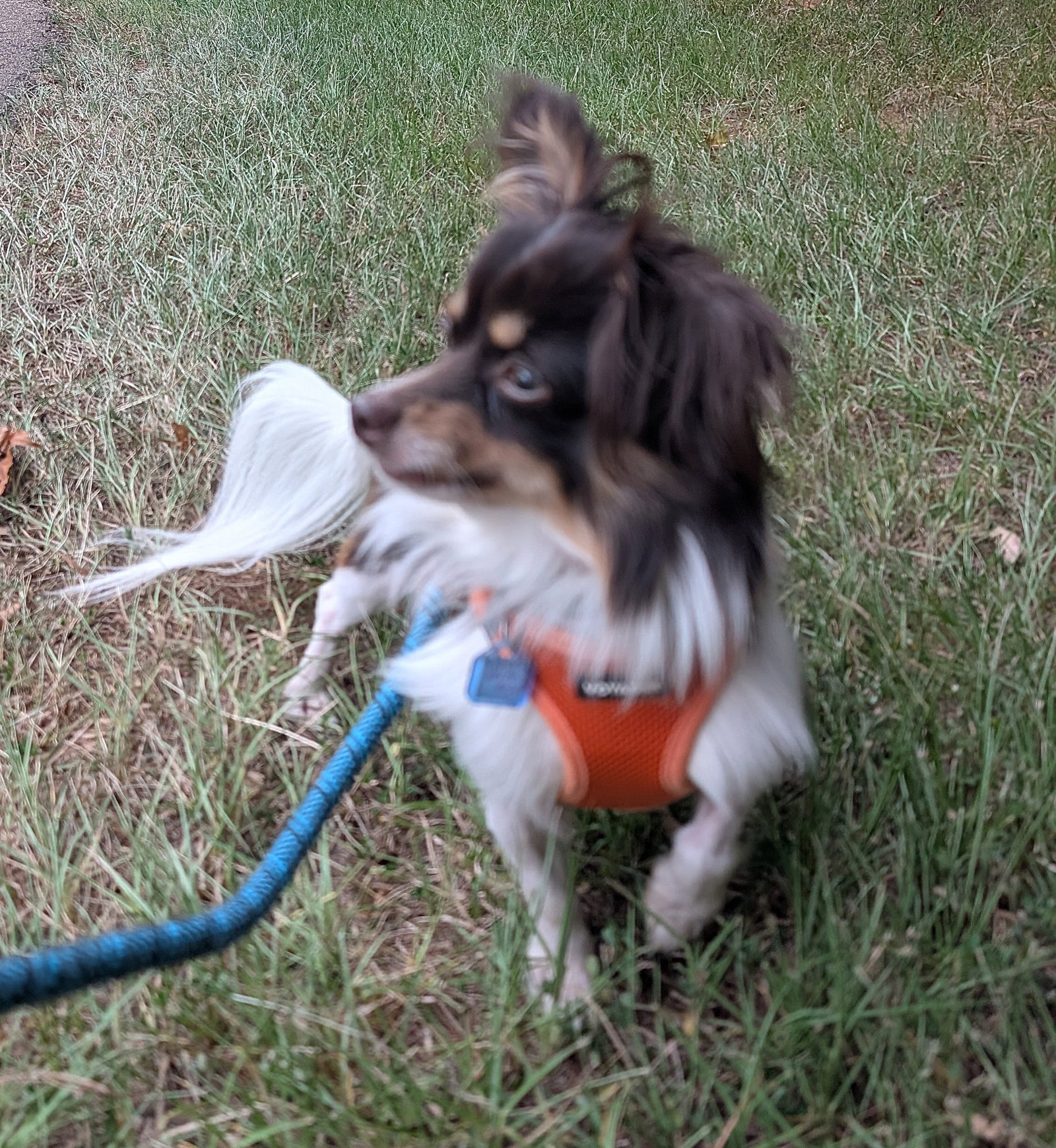 Joey, photo 6