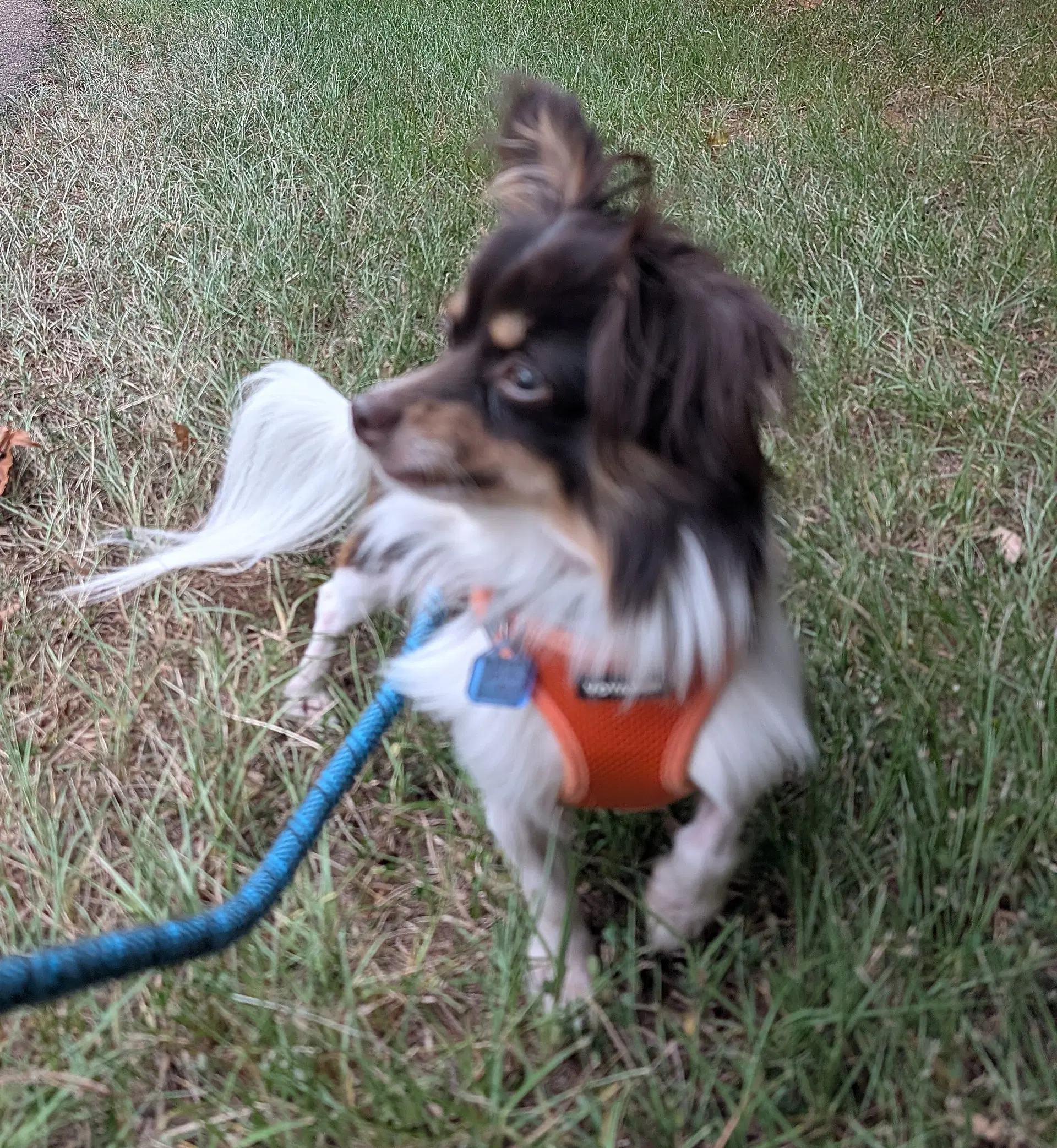 Joey image 2