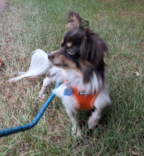 Photo 6 of Joey