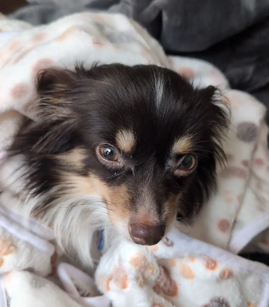Joey image 3