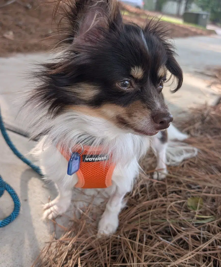 Joey image 4