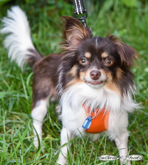 picture of the dog needing adoption