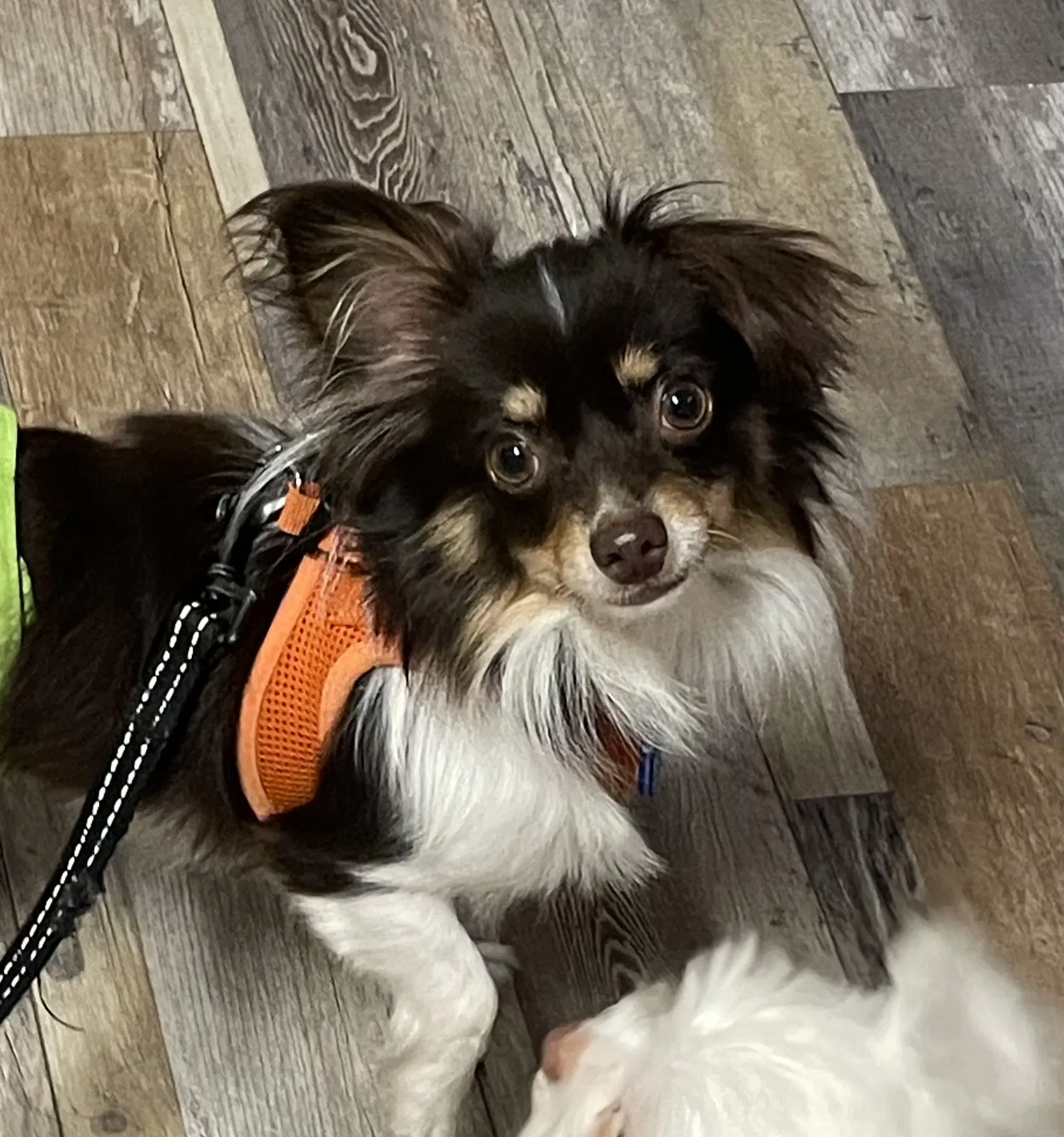 Joey image 3