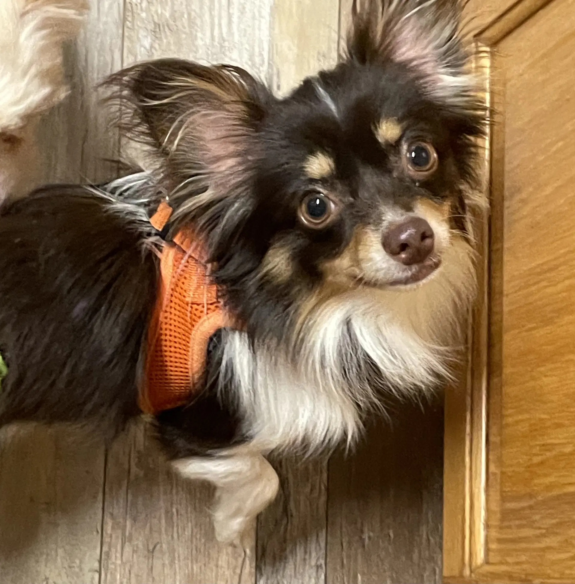 Joey image 2