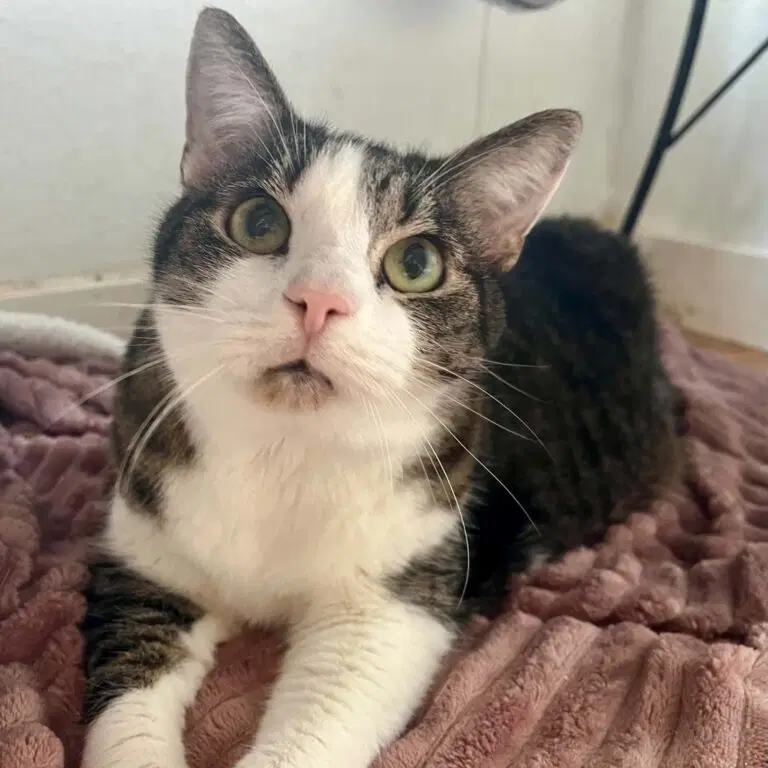 Earl - Domestic Short Hair