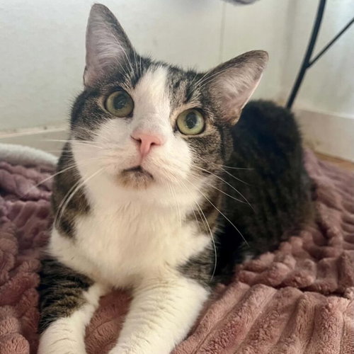 picture of the cat needing adoption