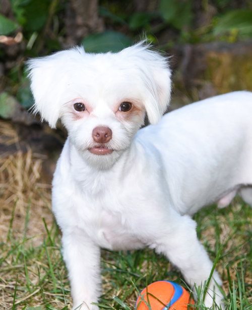 Newton, a dog for adoption from Chatham Animal Rescue & Education