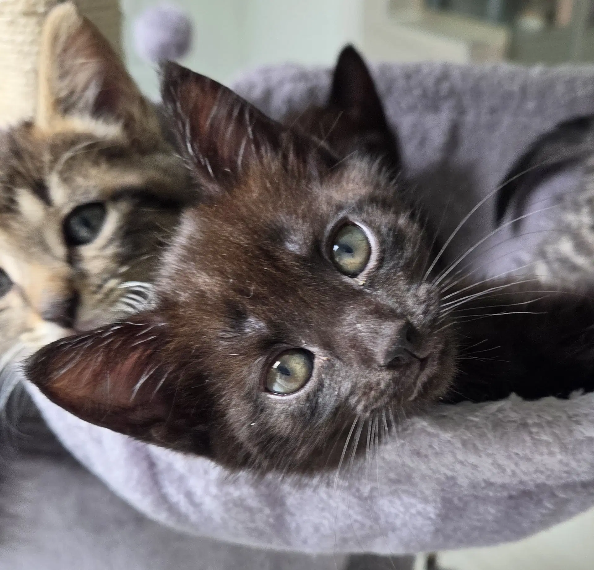 Pepper - Domestic Short Hair