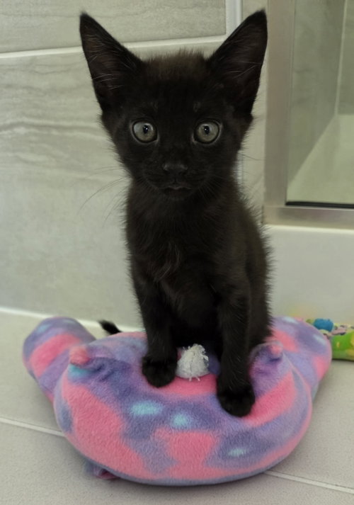 Photo 2 of Pepper