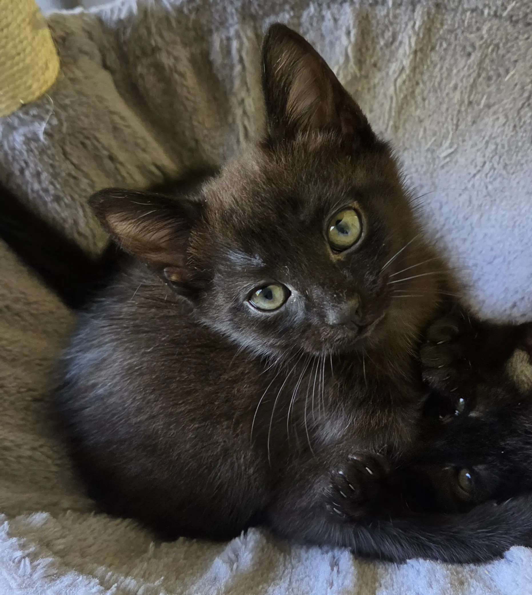 Pepper - Domestic Short Hair