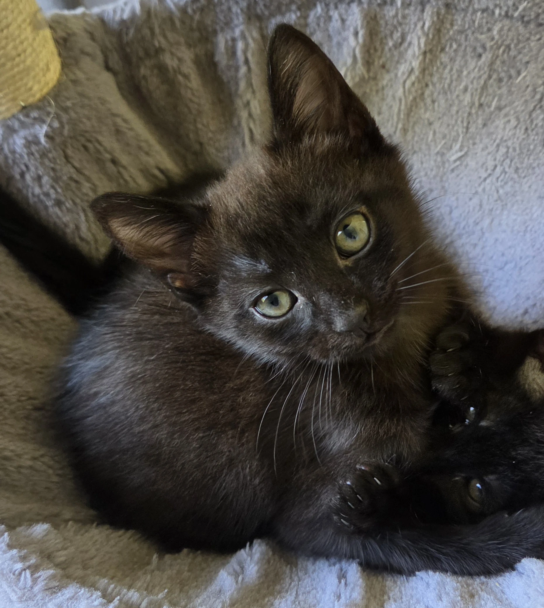 Pepper