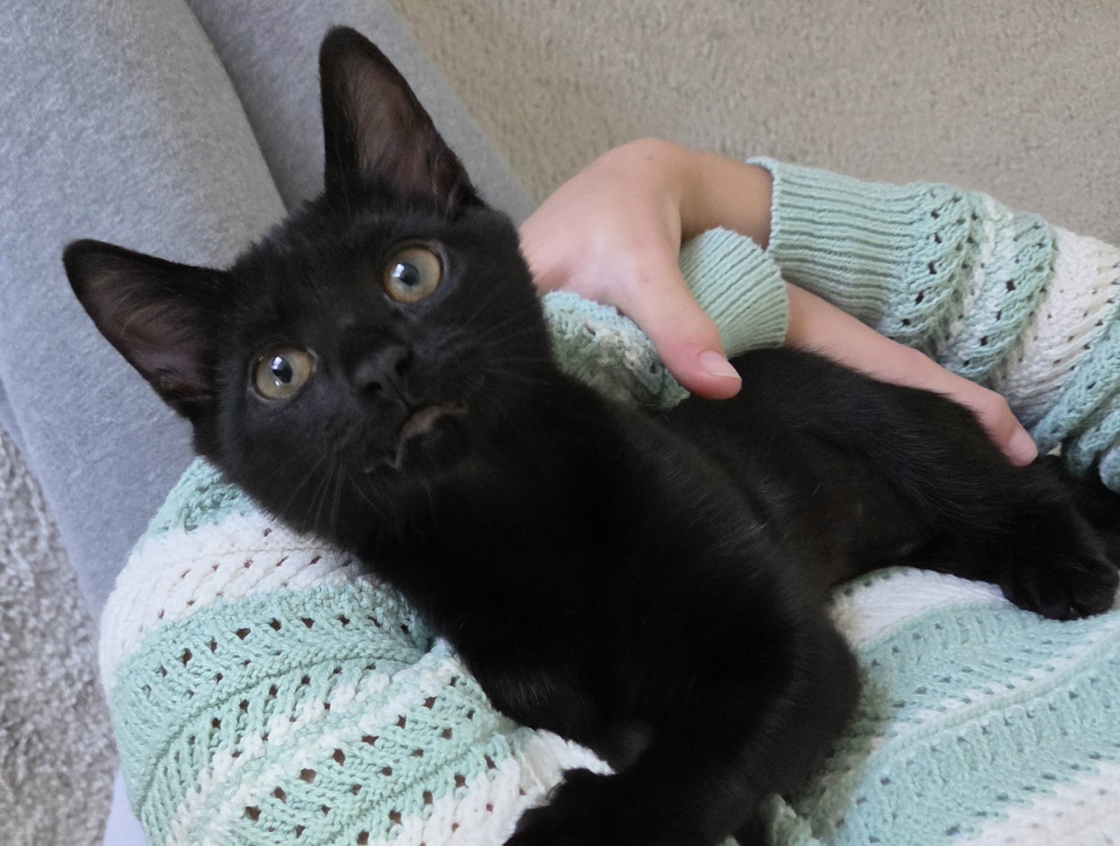 Pepper