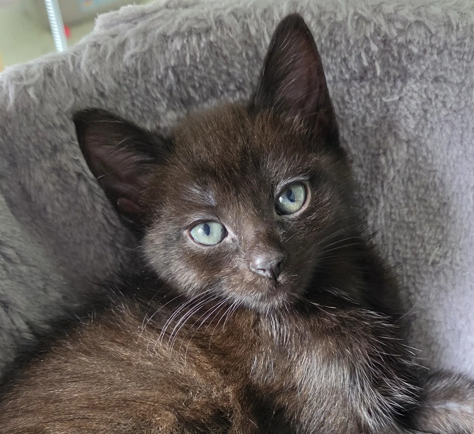 Anchovy - Domestic Short Hair