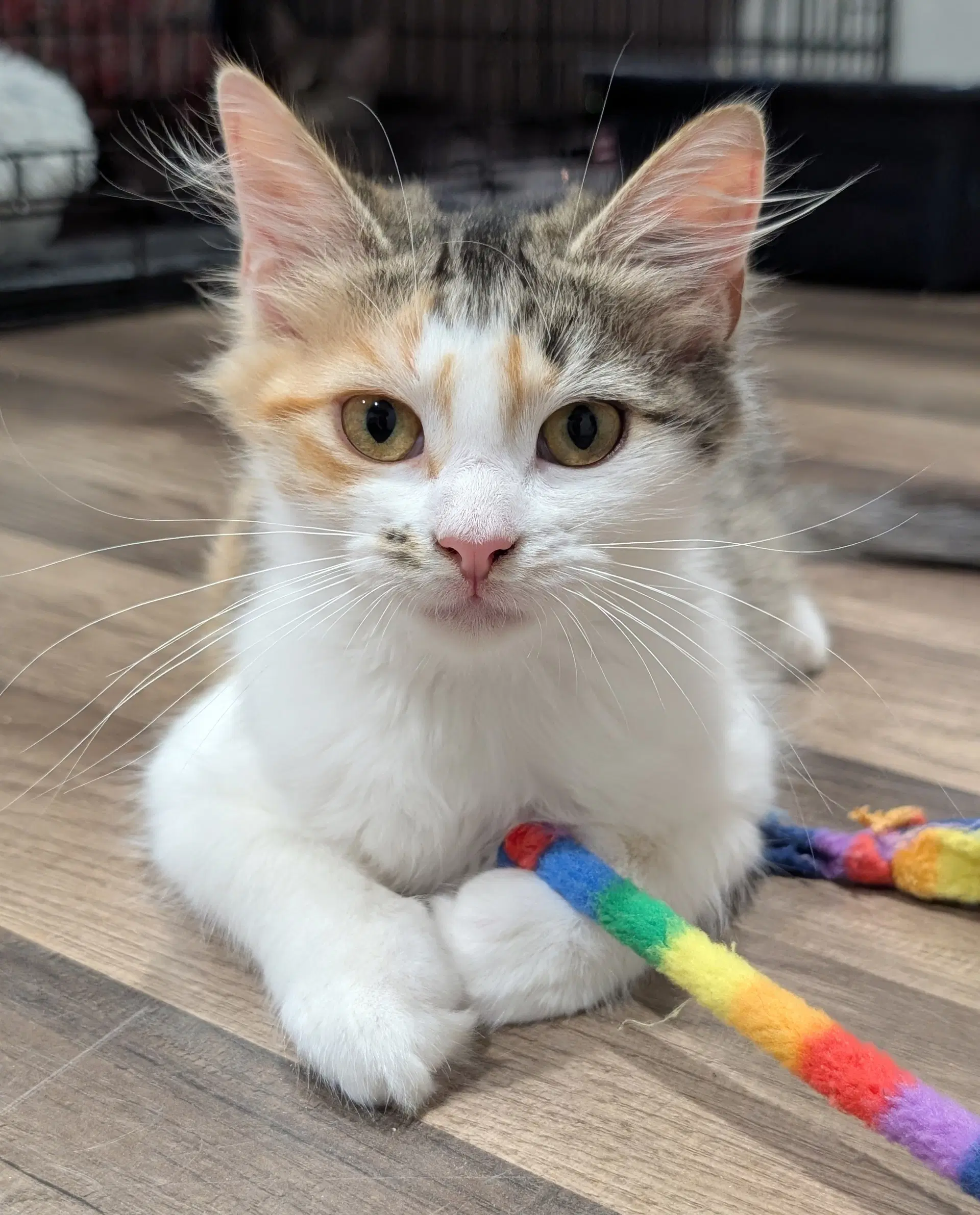 Isla - Calico