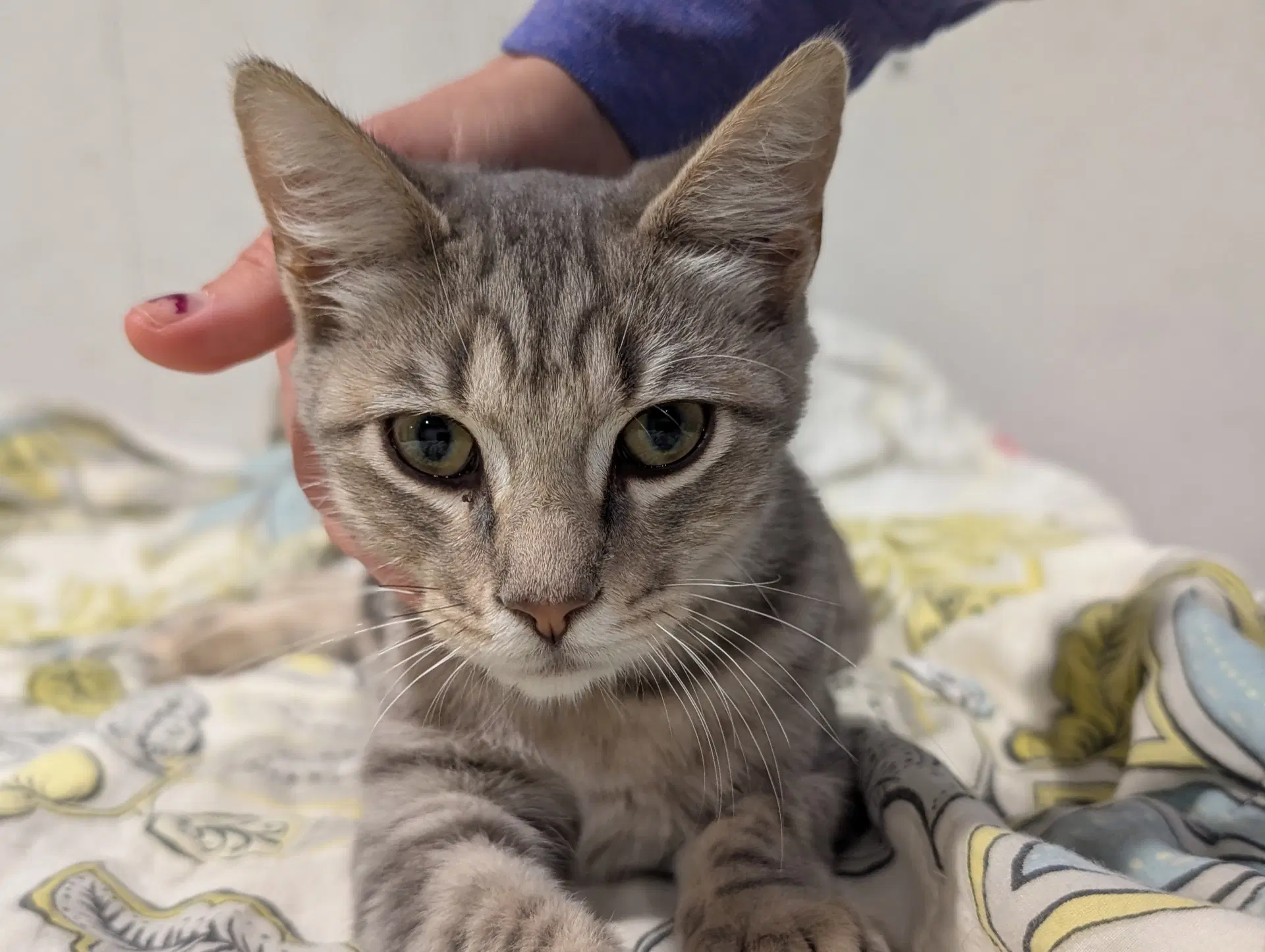 Sterling - Tabby