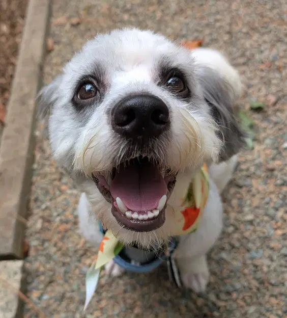 Jerry - Poodle (unknown type)