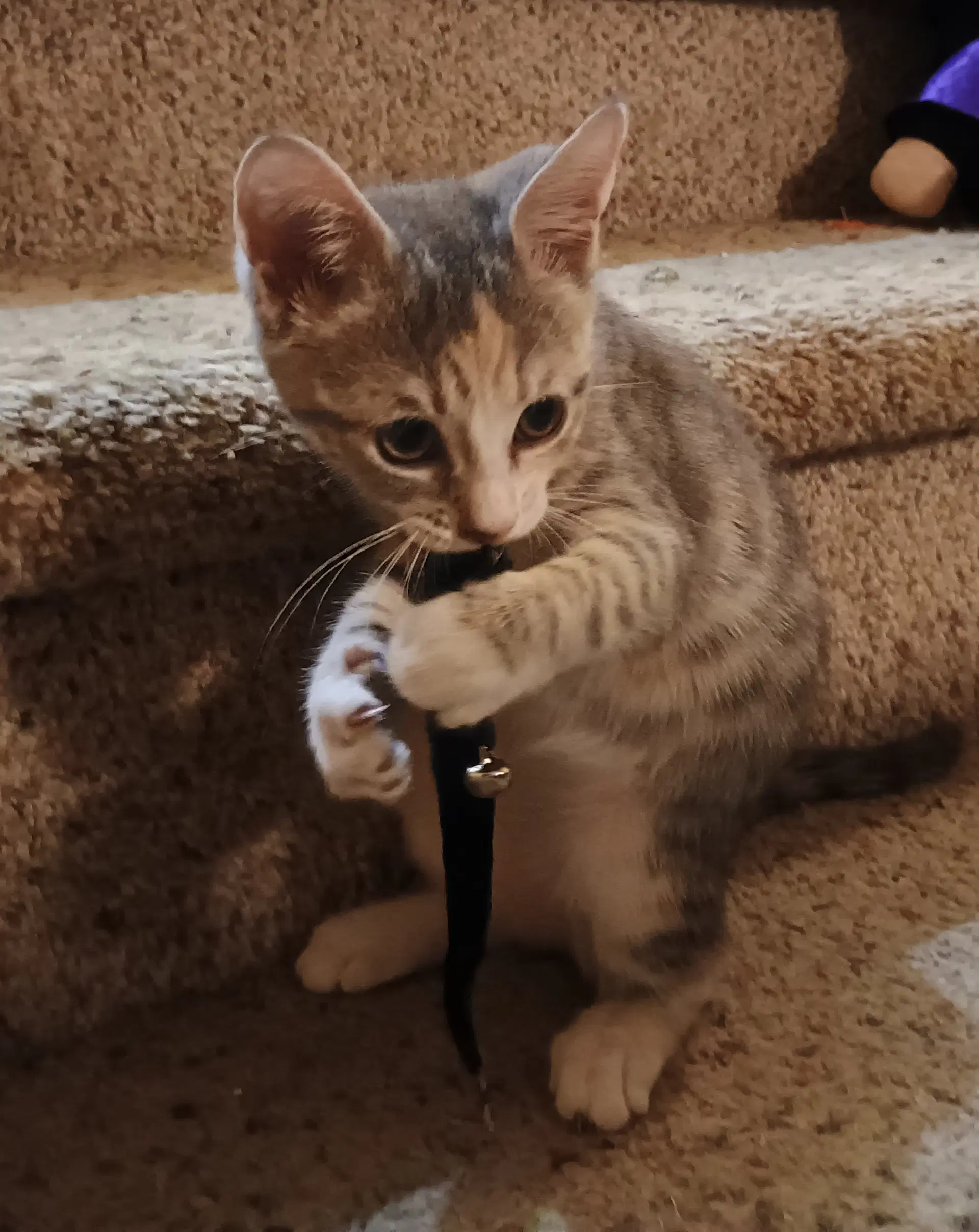 Willow - Domestic Short Hair