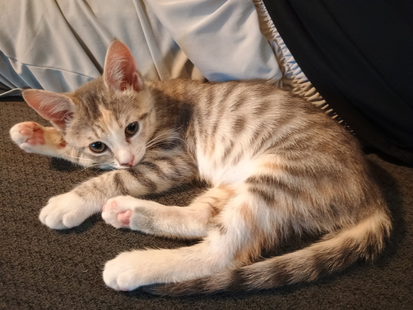 Willow