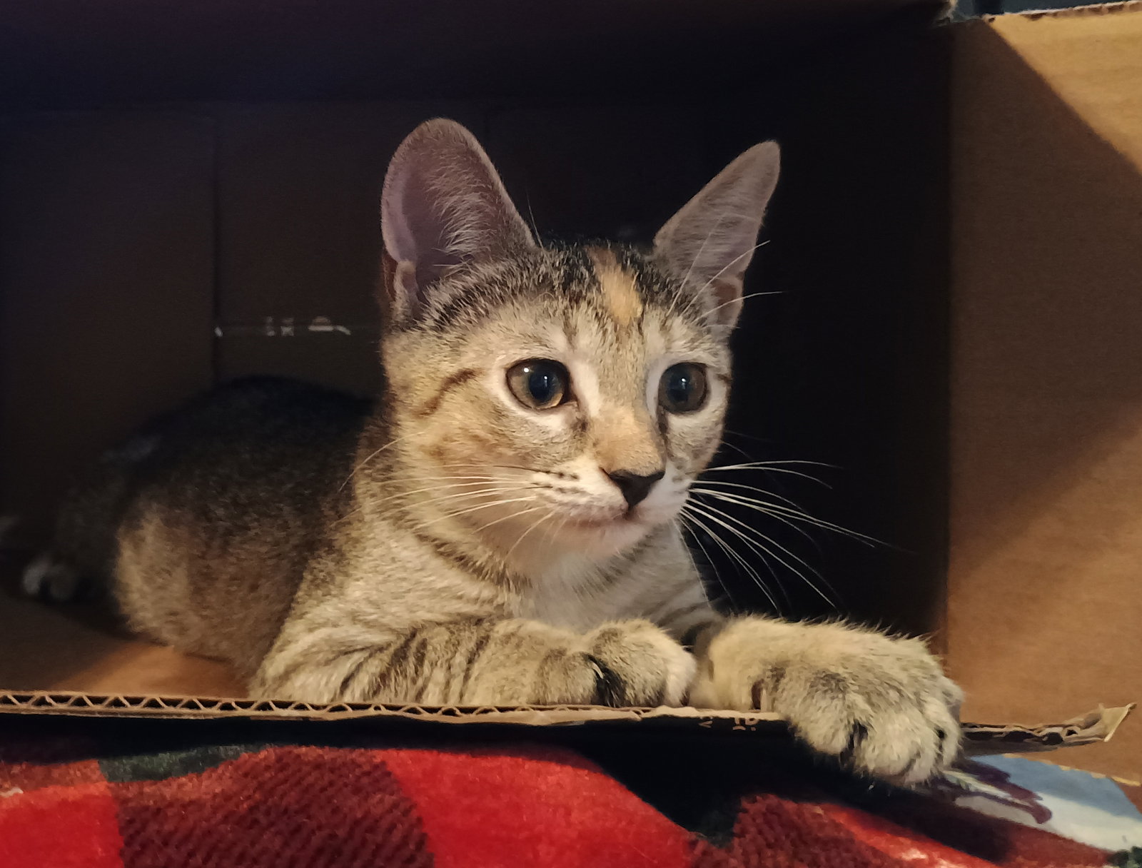 Juniper