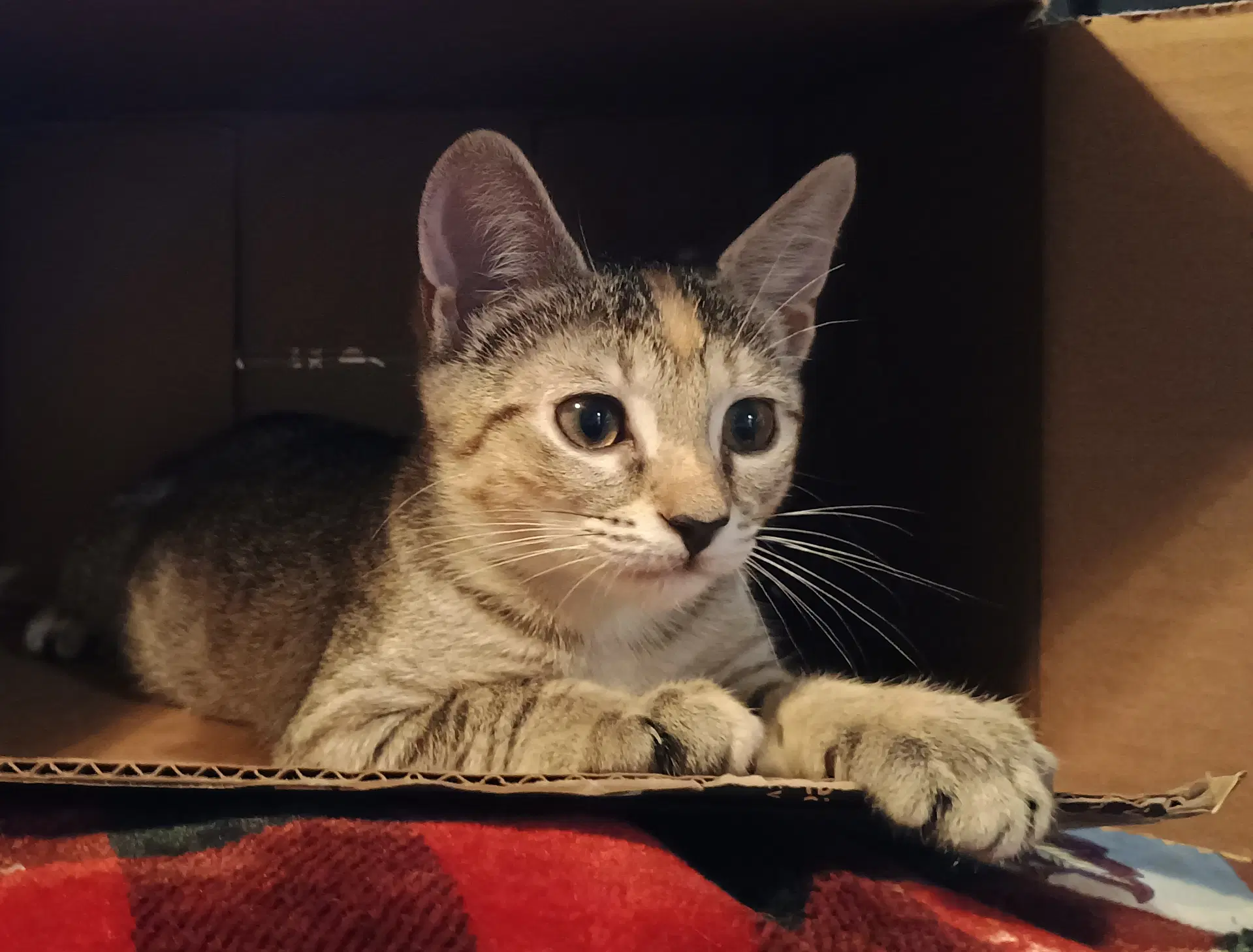 Juniper - Domestic Short Hair