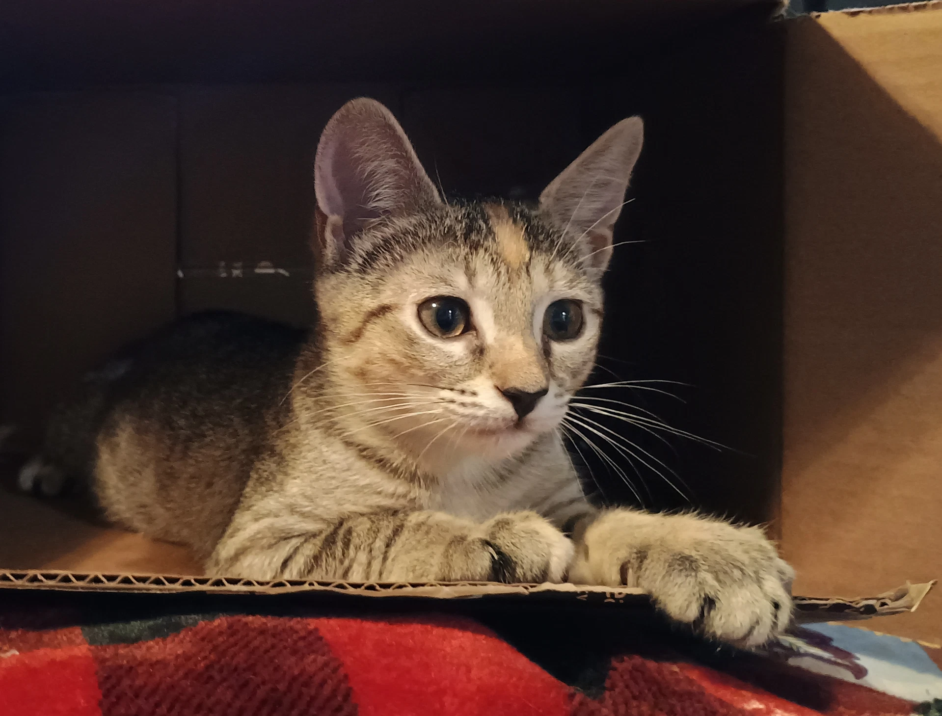 Juniper