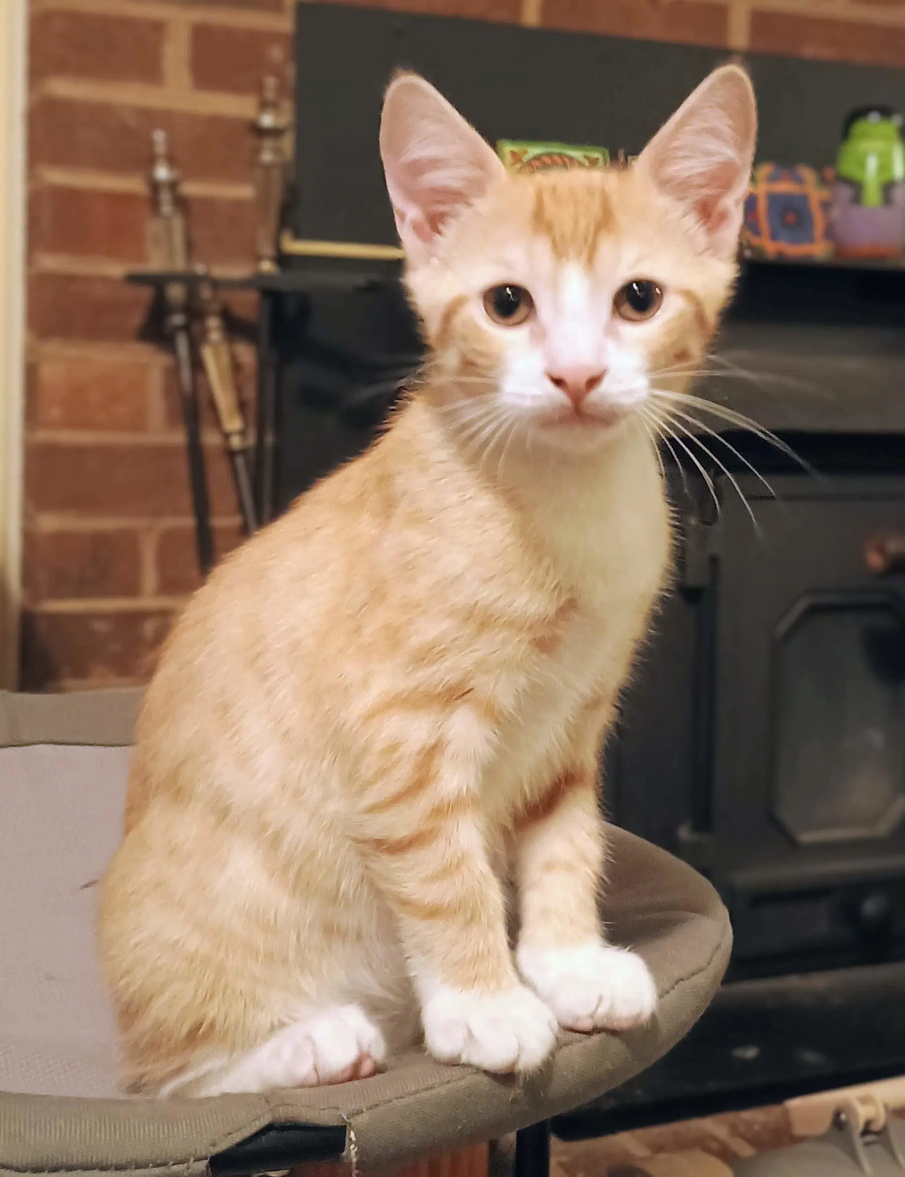 Sycamore - Domestic Short Hair