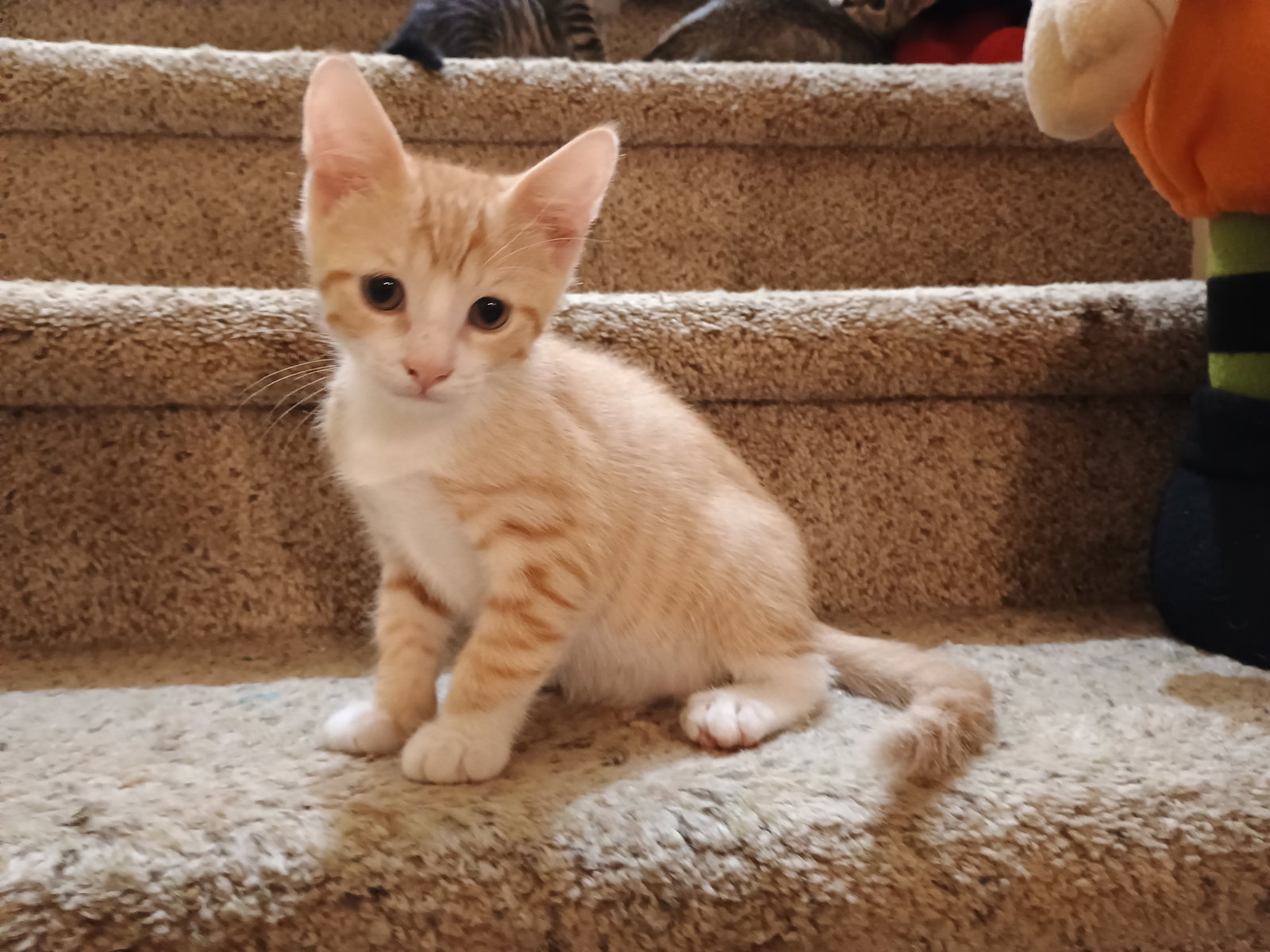Hickory, photo 4