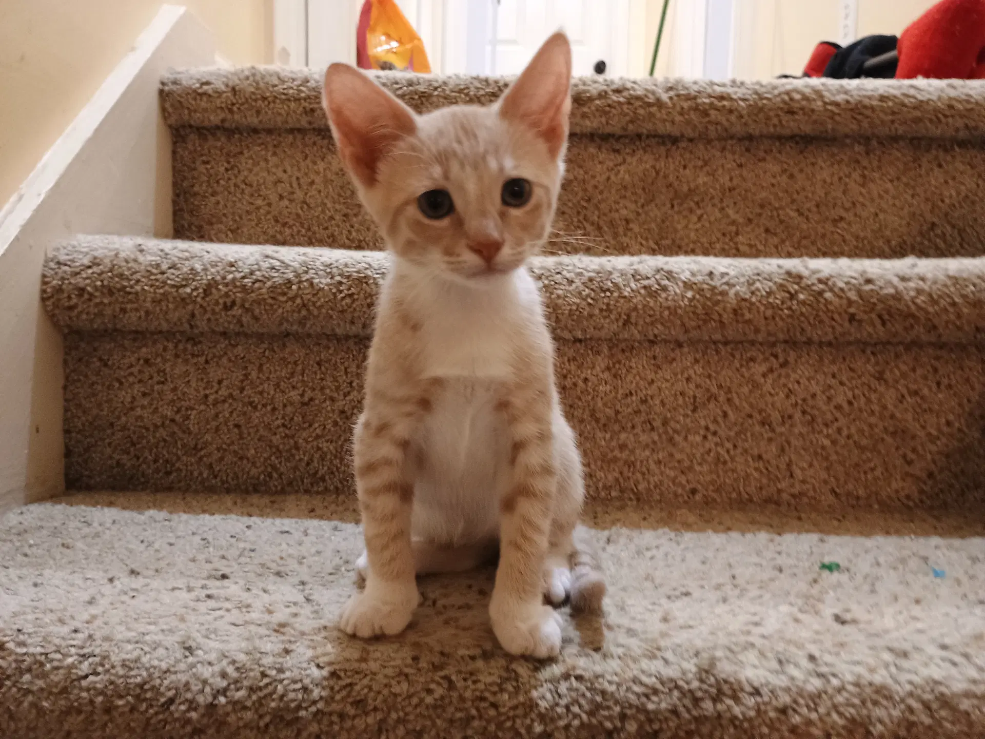 Buddy - Domestic Short Hair