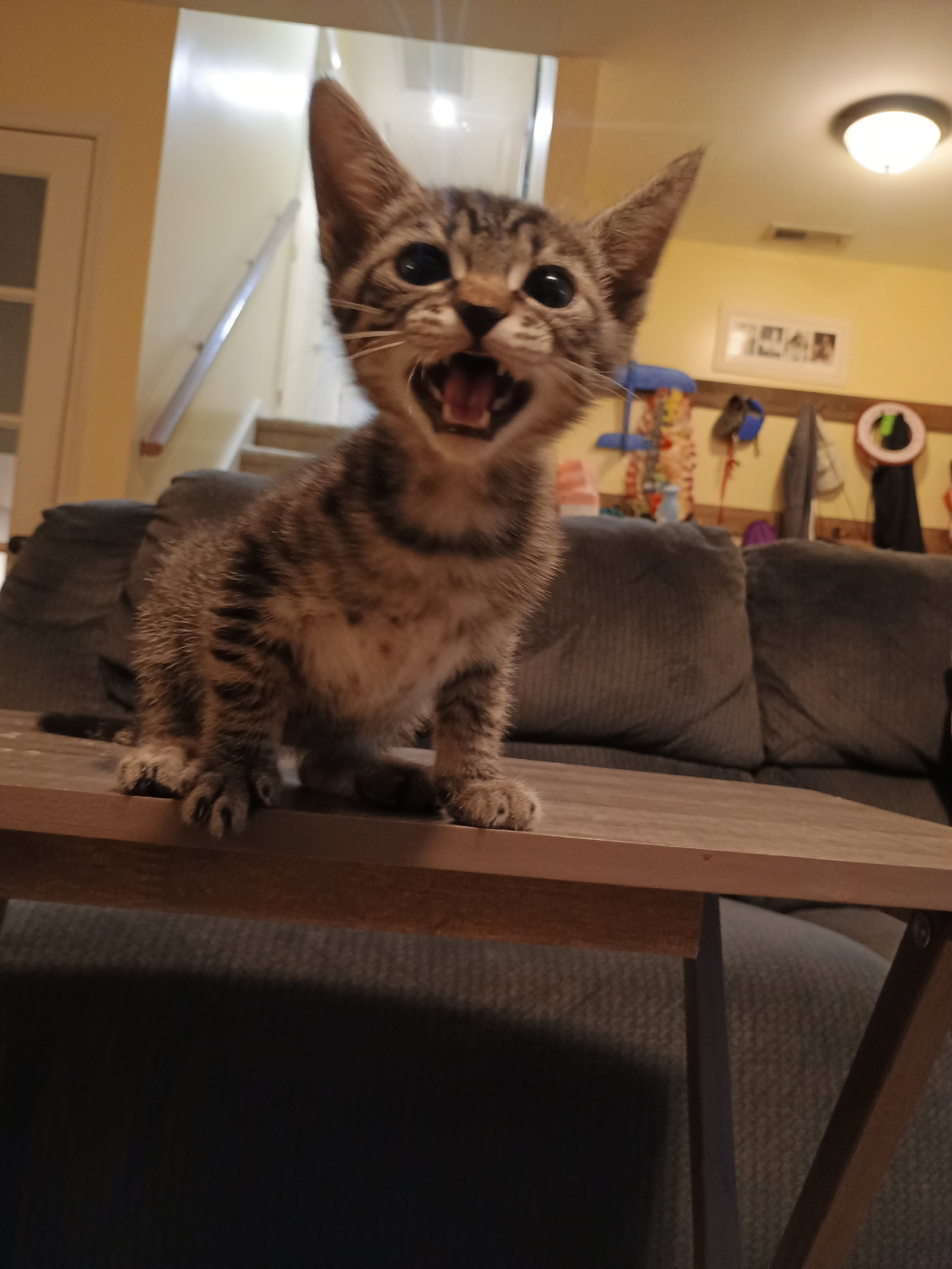 Pavarotti