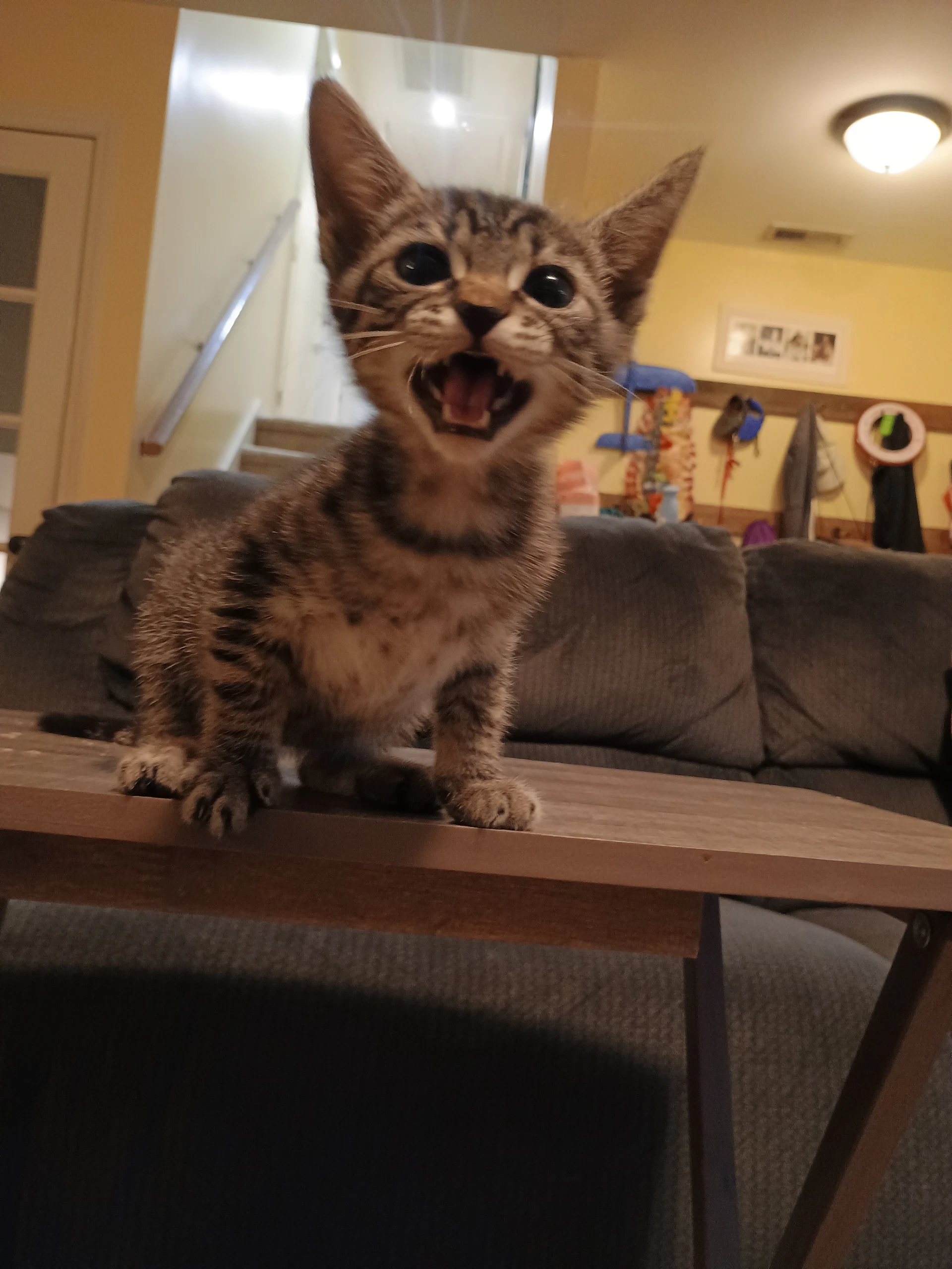 Pavarotti