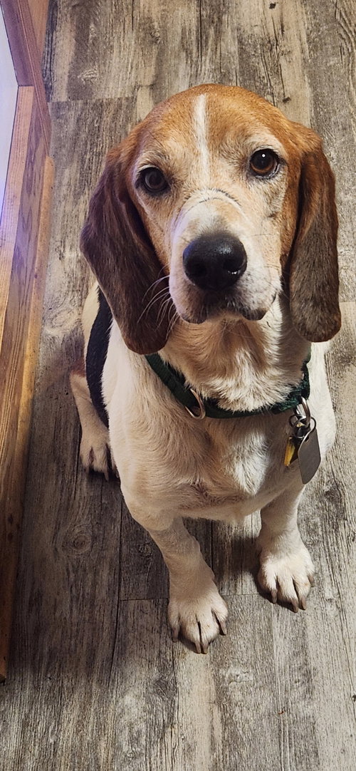 Photo 2 of Hank