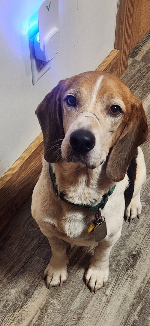Photo 3 of Hank
