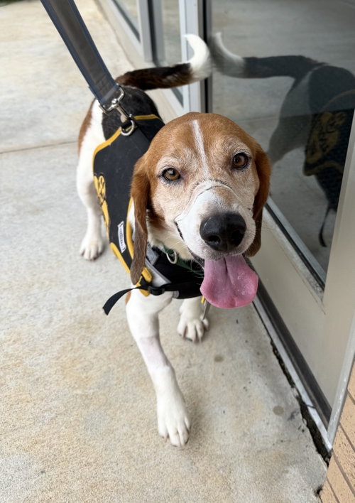 Hank, a dog for adoption from Chatham Animal Rescue & Education