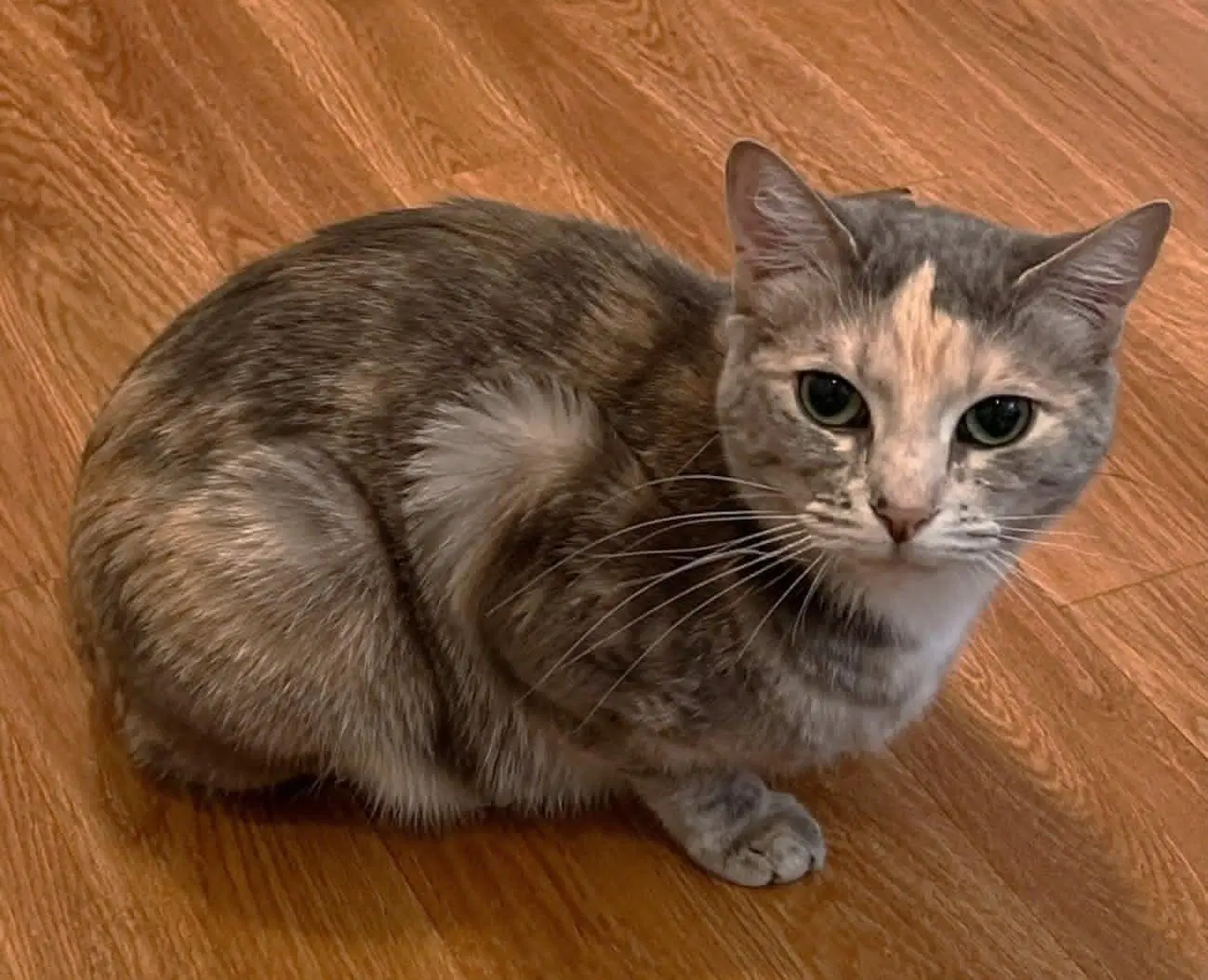 Lila - Domestic Short Hair