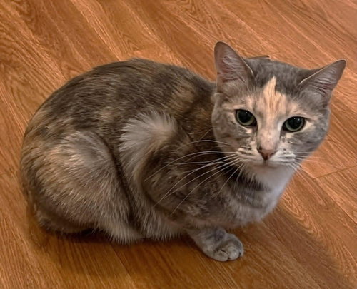 Lila, a cat for adoption from Chatham Animal Rescue & Education
