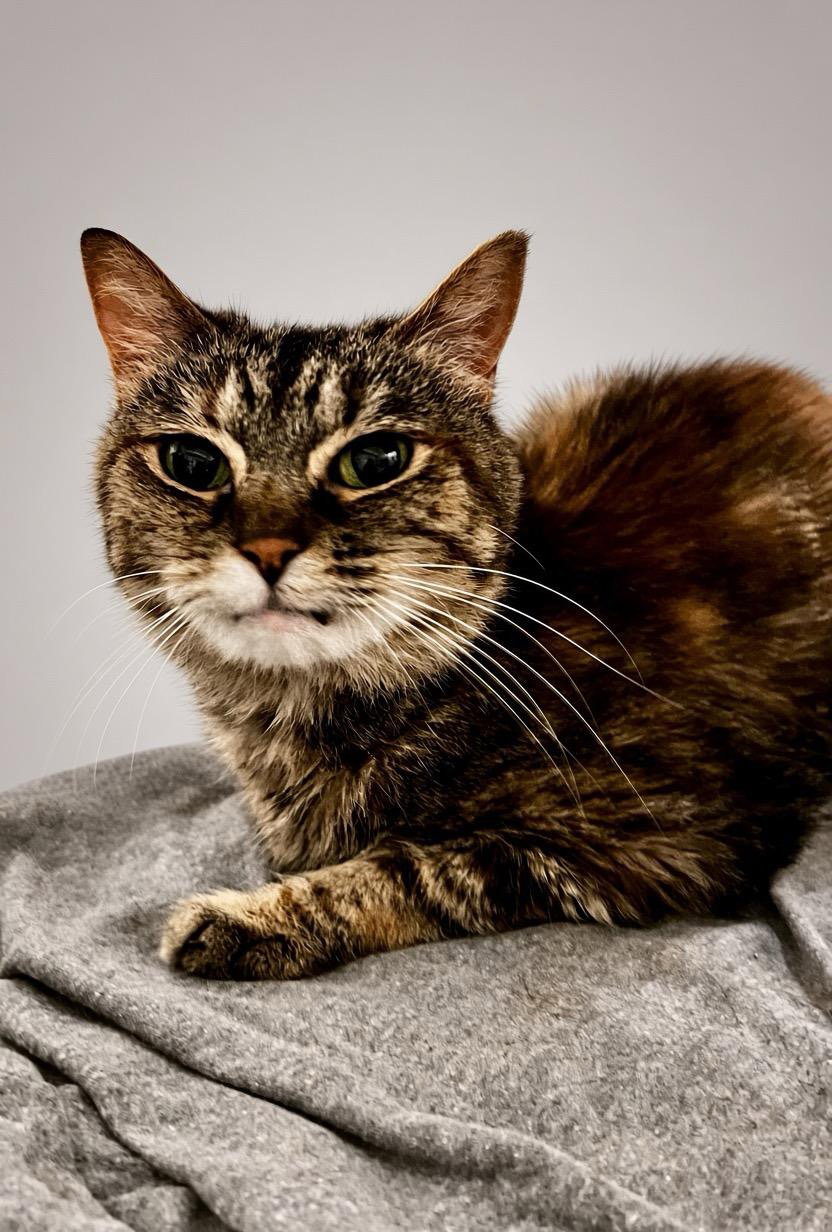 Ambyr, Domestic Short Hair