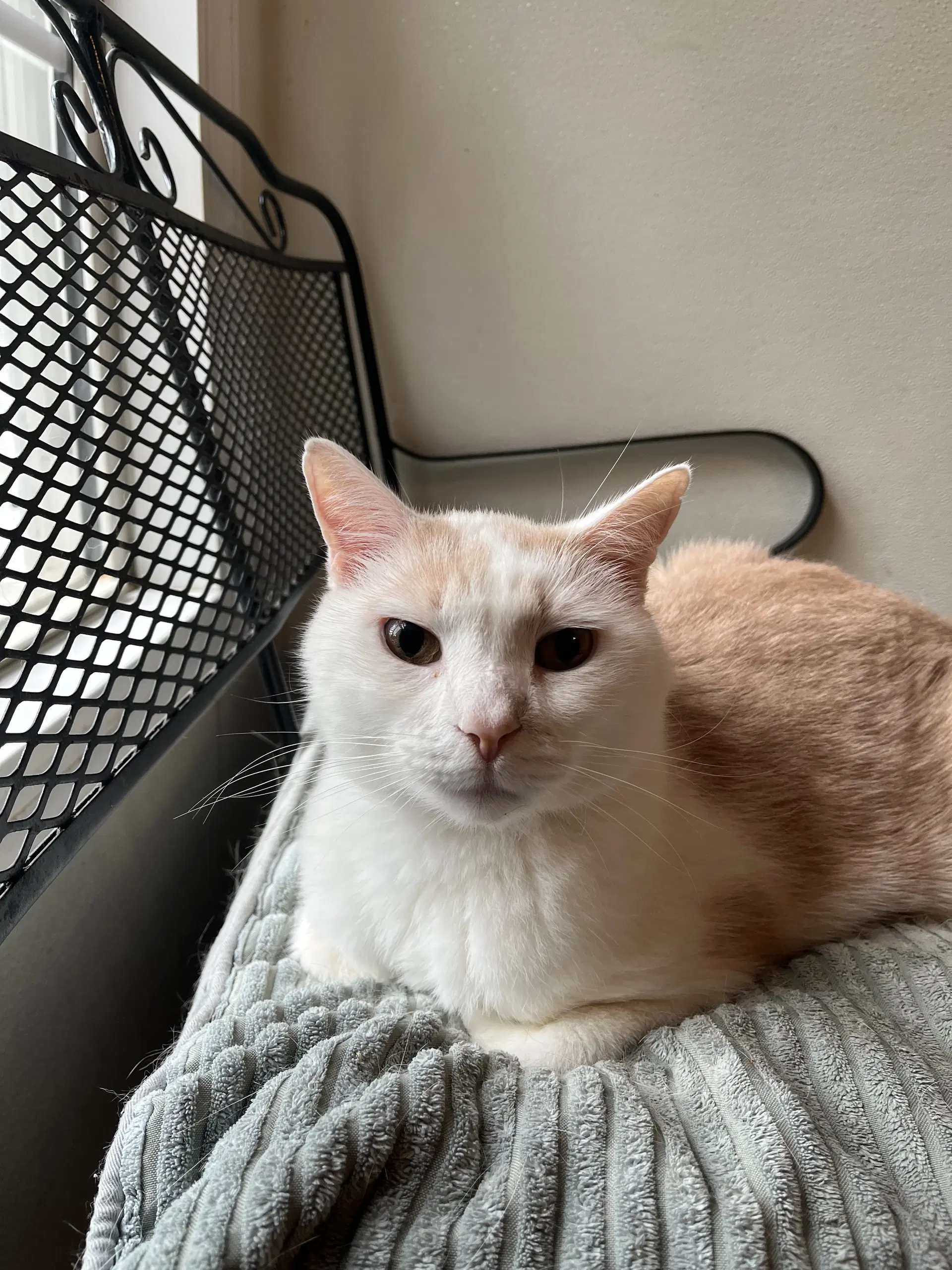 Buddy - Domestic Short Hair
